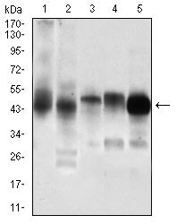 WB - PDK2 Antibody AO1980a